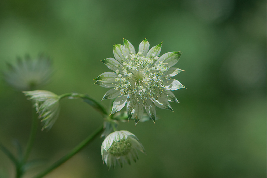 91-Grande astrance.jpg