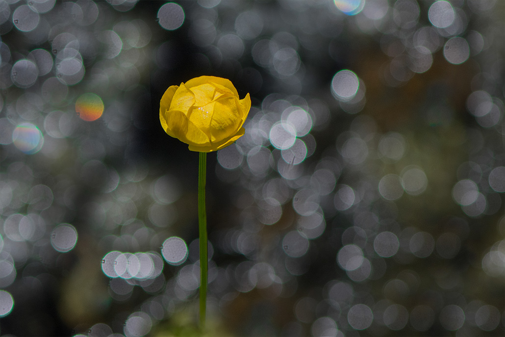93-Trolle d'Europe au bord d'un torrent.jpg