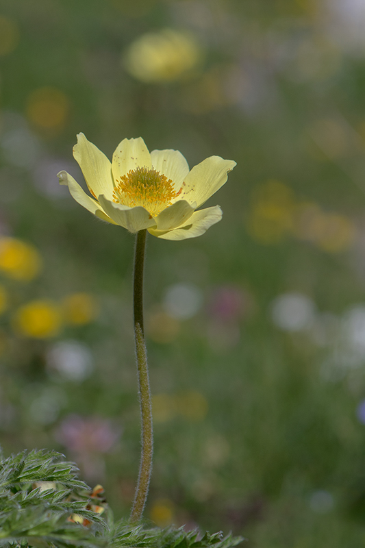 94-Anémone souffrée.jpg