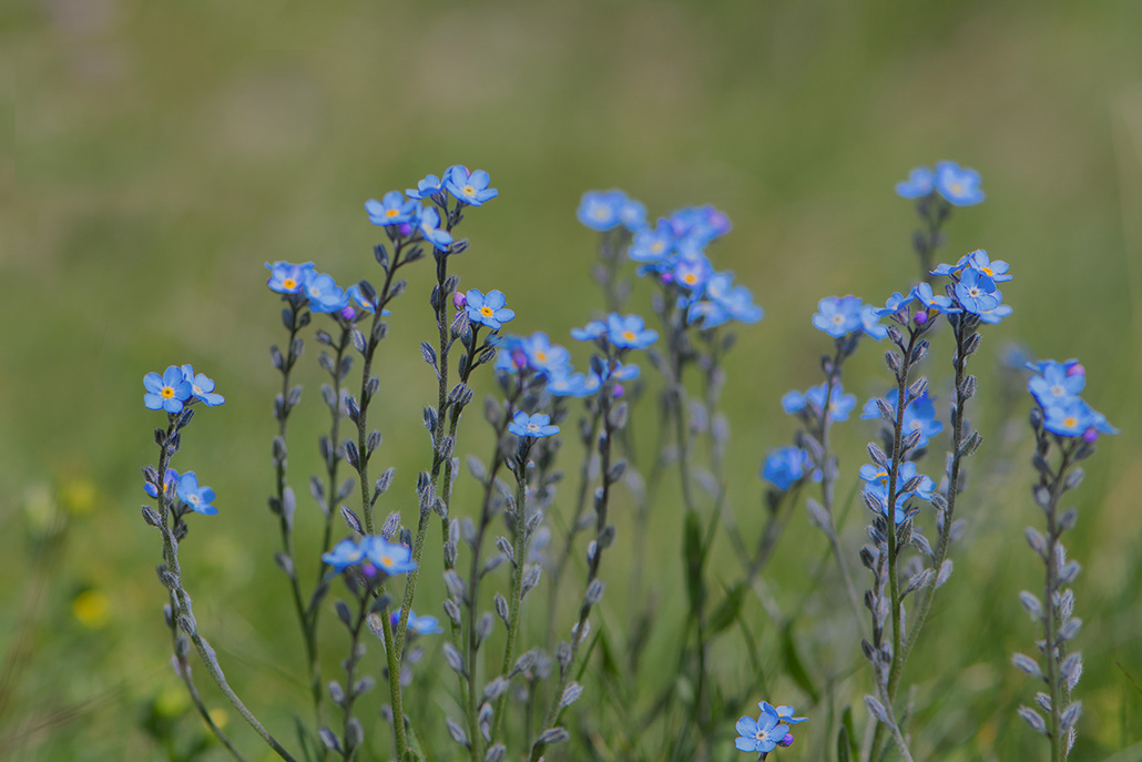 95-Myosotis des bois.jpg