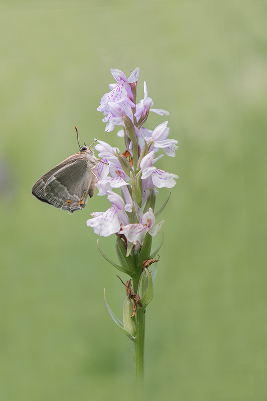 97-Dactylorhiza fuchsii et thécla du chêne.jpg