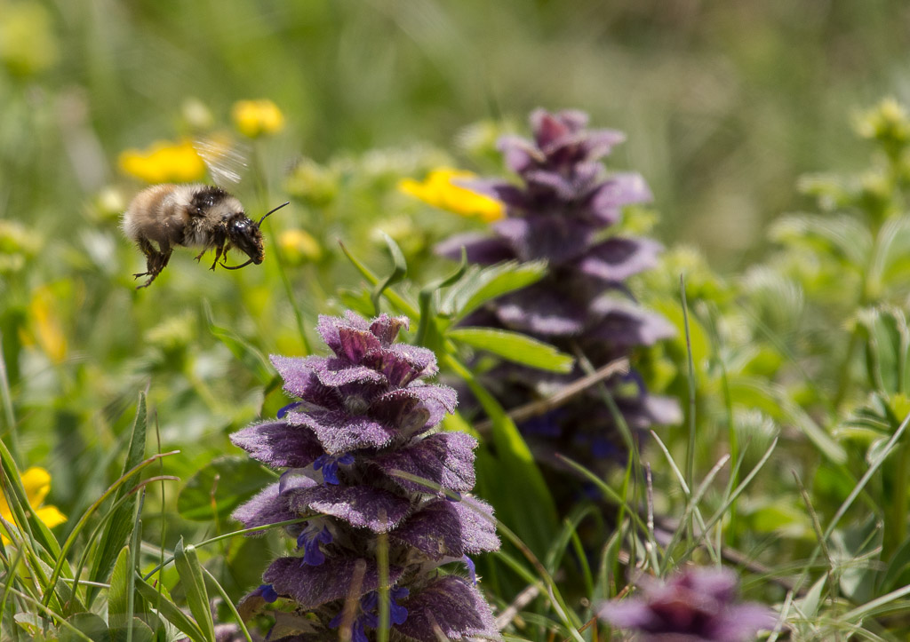 Insecte sur une bugle en pyramide (1).jpg