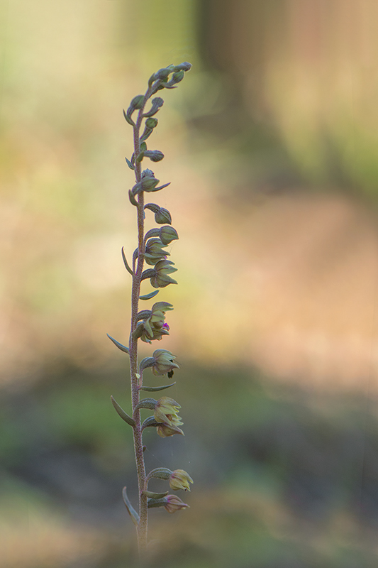 111-Epipactis kleneii.jpg