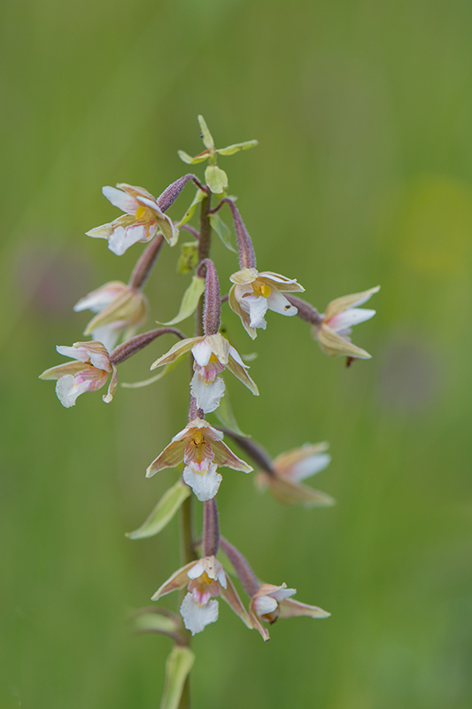 112-Epipactis palustris.jpg