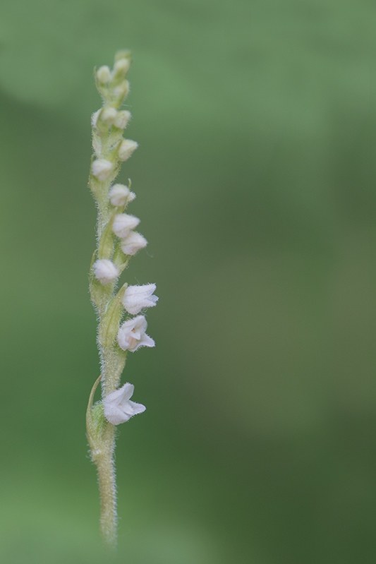 116-Goodyera repens.jpg