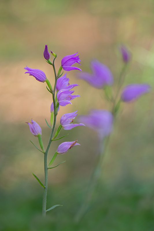 118-Cephalantera rubra.jpg