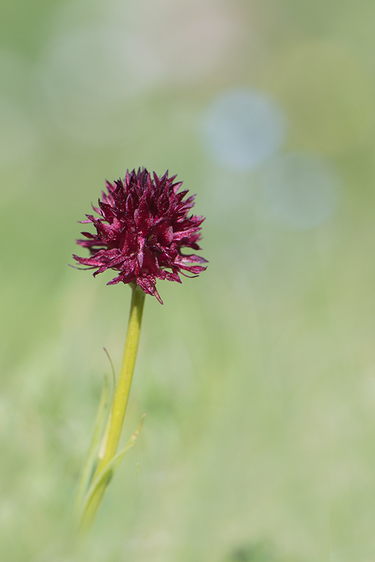119-Gymnadenia gabasiana-Nigritelle de Gabas.jpg