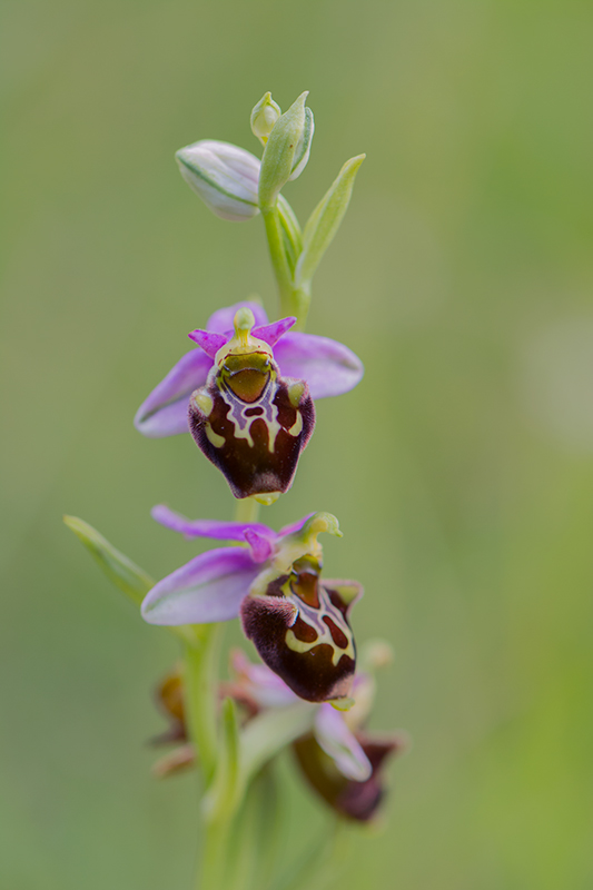 120-Hybride ophrys scolopax -ophrys aegirtica.jpg