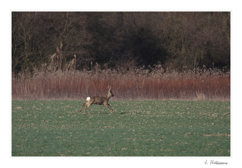 20090319_017_w.jpg