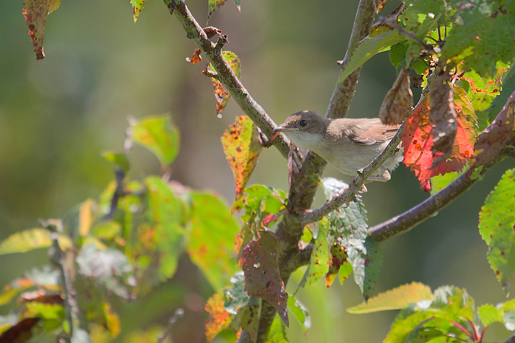 F grisette immature J Rivière.jpg