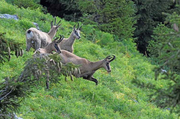 _DSC2335 - Copie - Copie.jpg