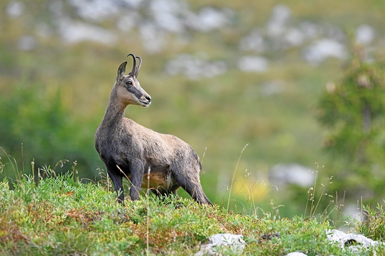 _DSC2445 - Copie - Copie.jpg