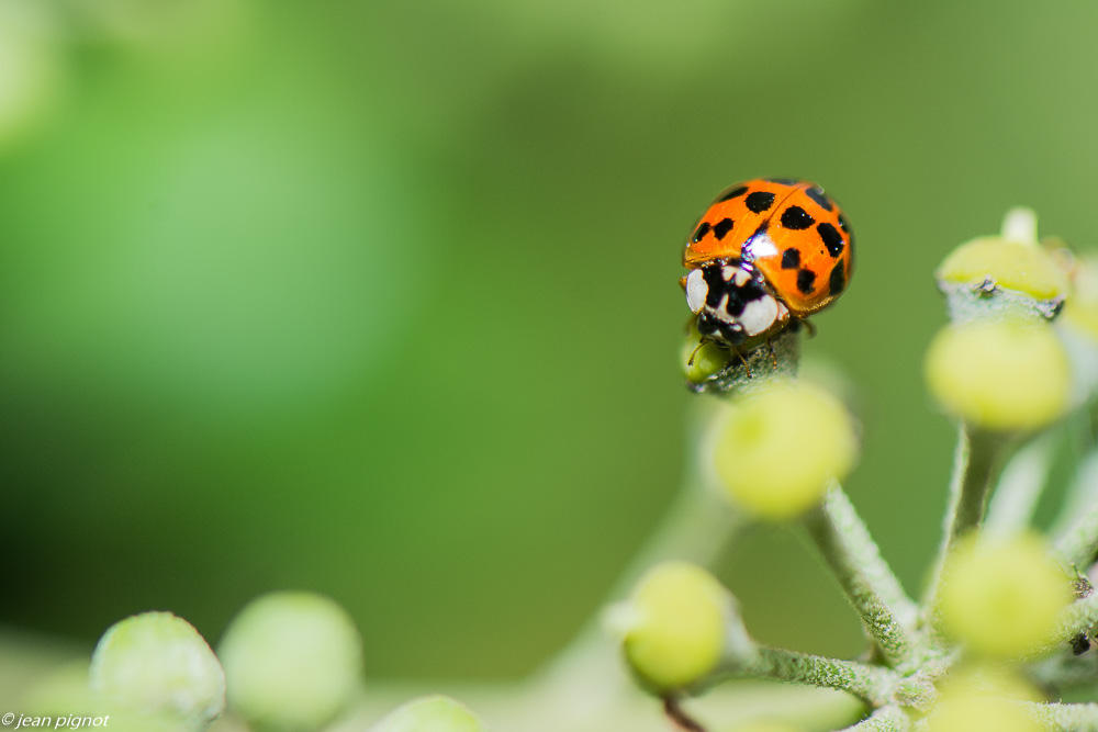 insectes  lierre 10 2020-0993.jpg