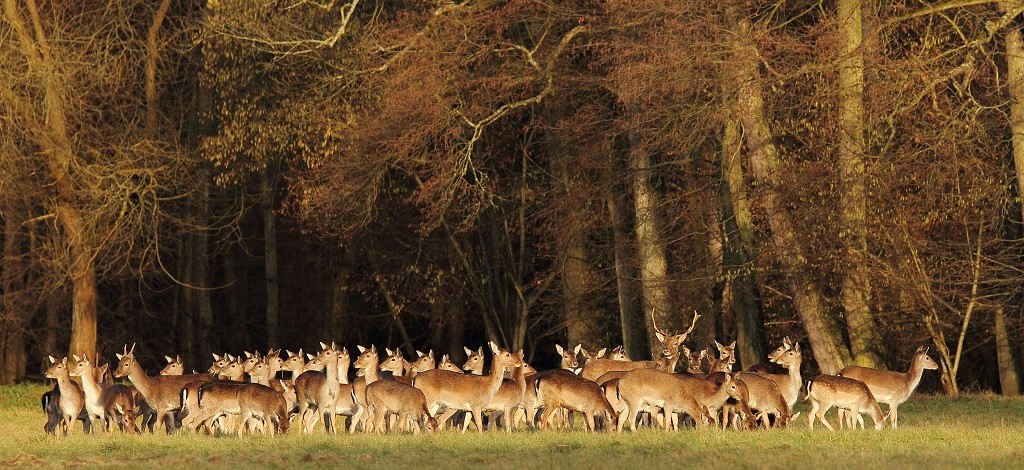 006 Un matin de janvier.jpg