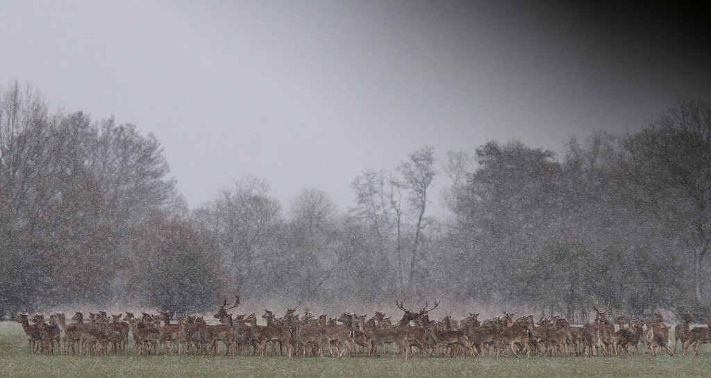 012 Harde dans la tempête de neige mars 2013.jpg