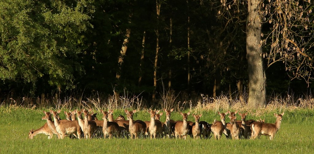 025 Daines et jeunes Avril.jpg