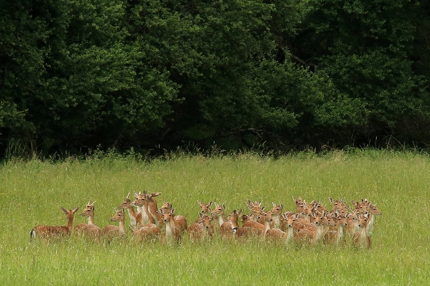 026 Daines en mai.jpg