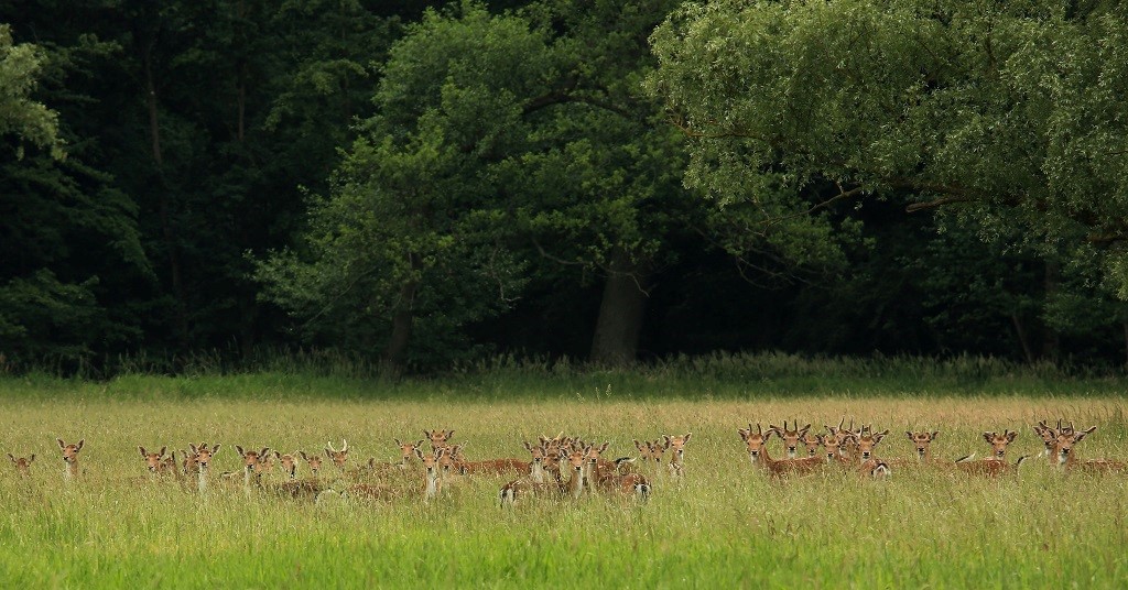 027 Daims en mai.jpg