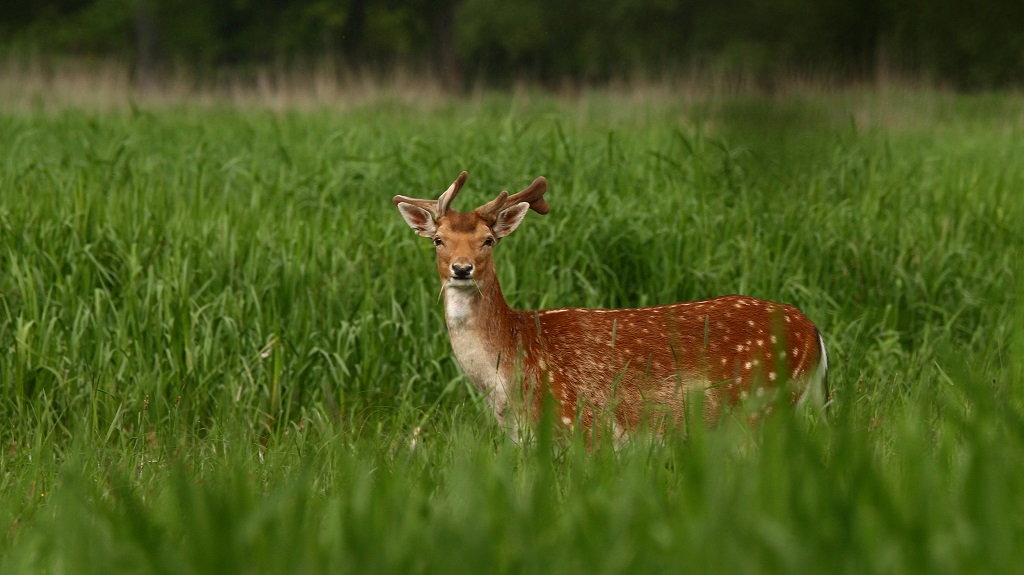 032 Velours de mai.jpg