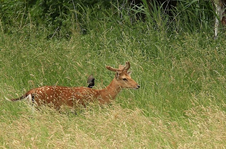 033 Velours de mai.jpg