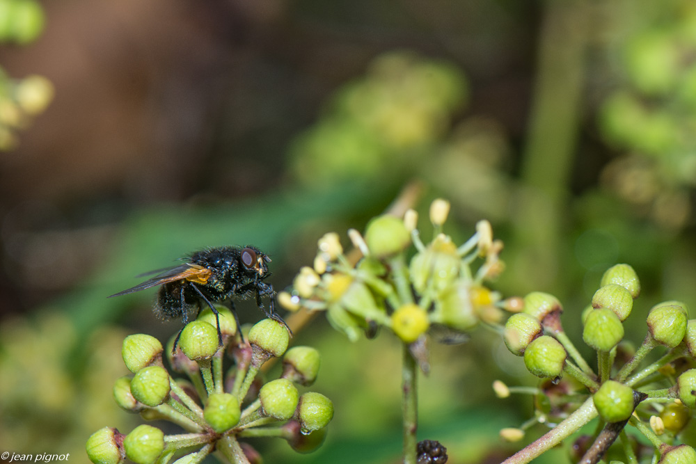 insectes lierre 11 2020-2.jpg