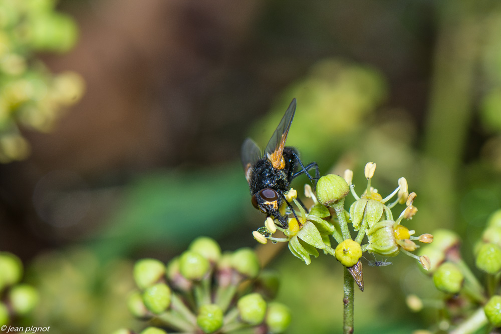 insectes lierre 11 2020-4.jpg