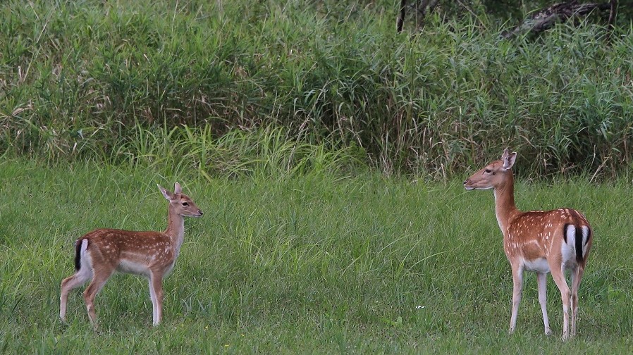 049 Daine et Faon août.jpg