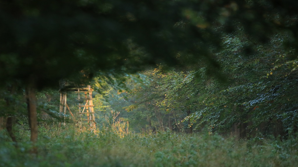 066 Environnement octobre.JPG