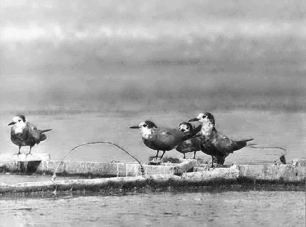 Guifettes noires bis.jpg