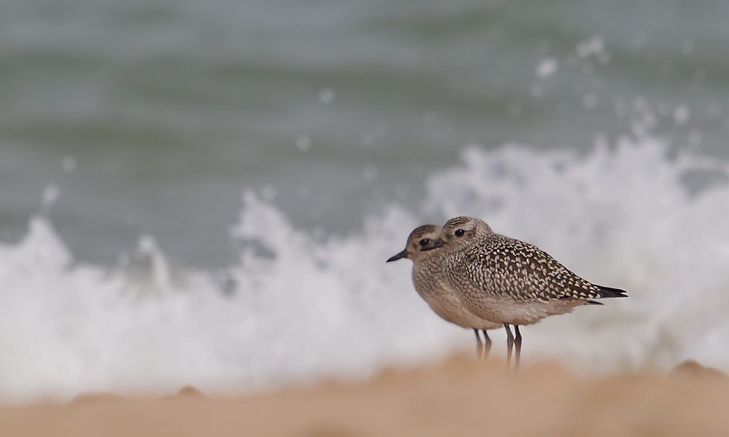 Pluvier argenté Jaques Rivière.jpg