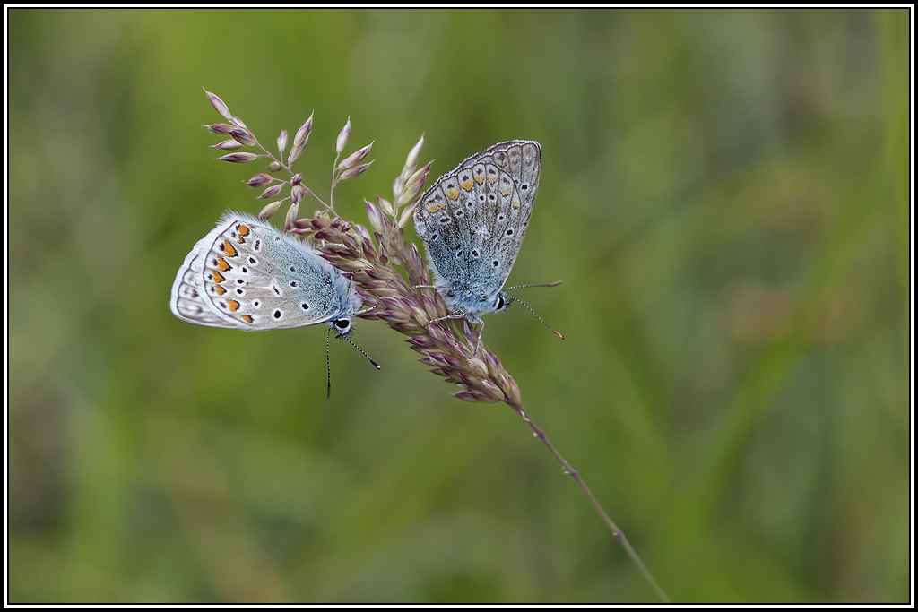 azure_commun(polyommatus-icarus)(14).jpg