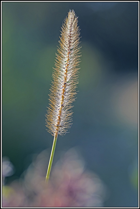 fleole-des-pres(1_2).jpg