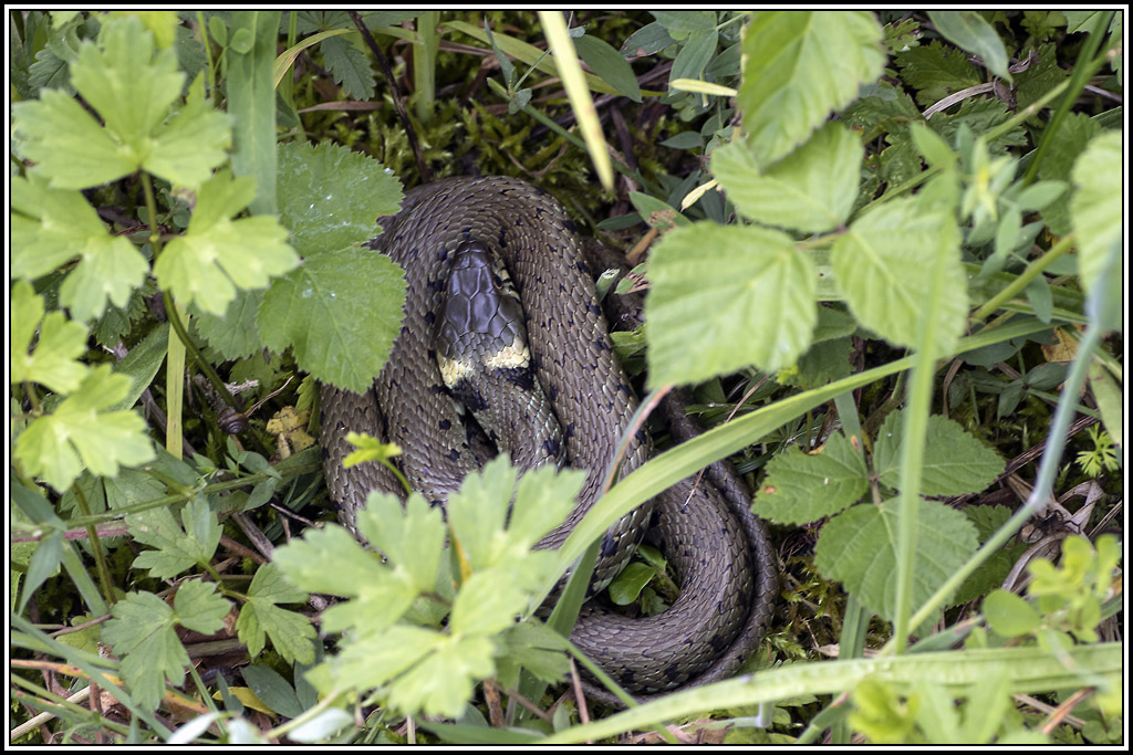 Couleuvre-a-collier(Natrix-natrix)(2).jpg