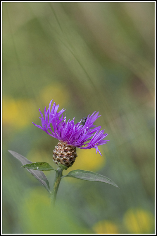 flore(150).jpg