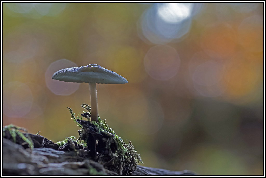 champignon(215).jpg