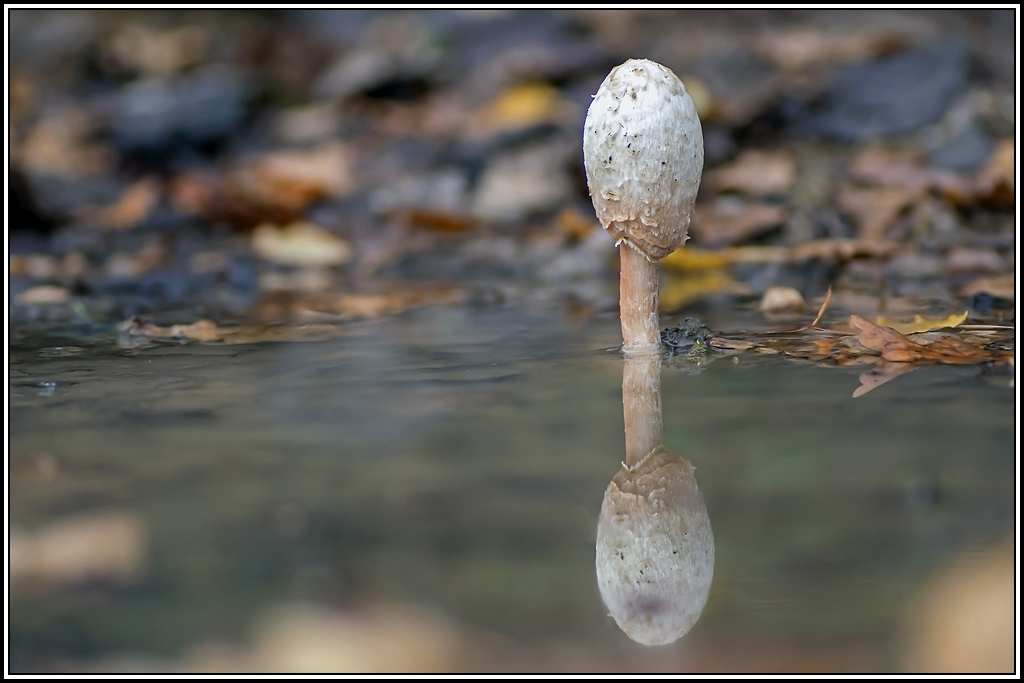 champignon(326_328).jpg