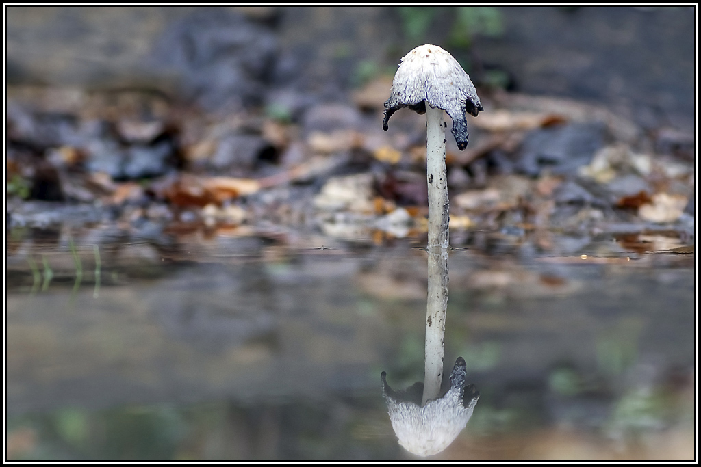 champignon(354).jpg
