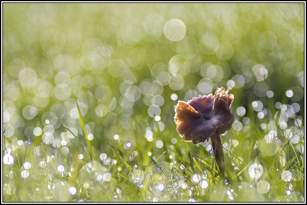 champignon(346_348).jpg