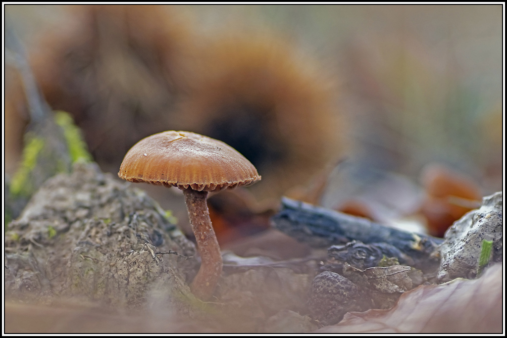 champignon(349_350).jpg