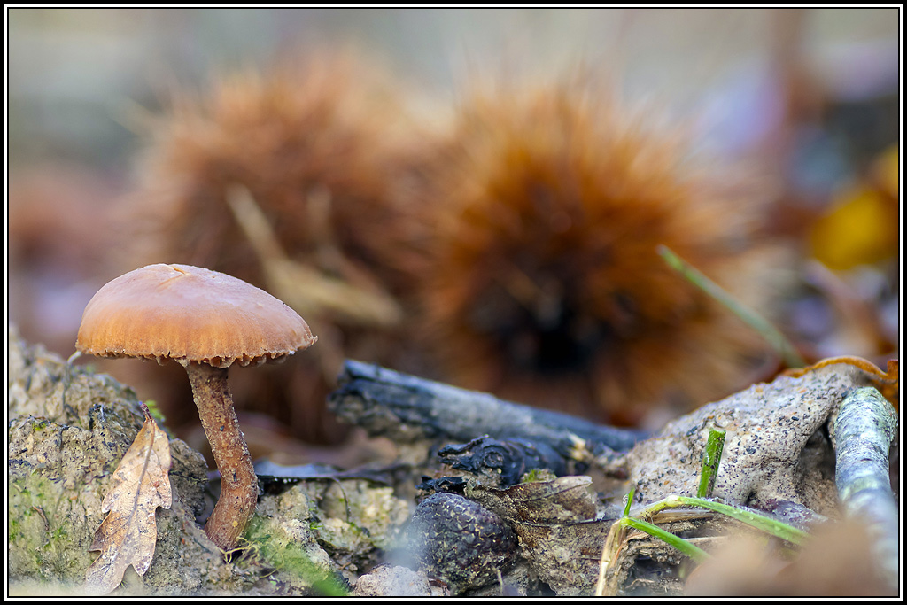 champignon(369_370).jpg