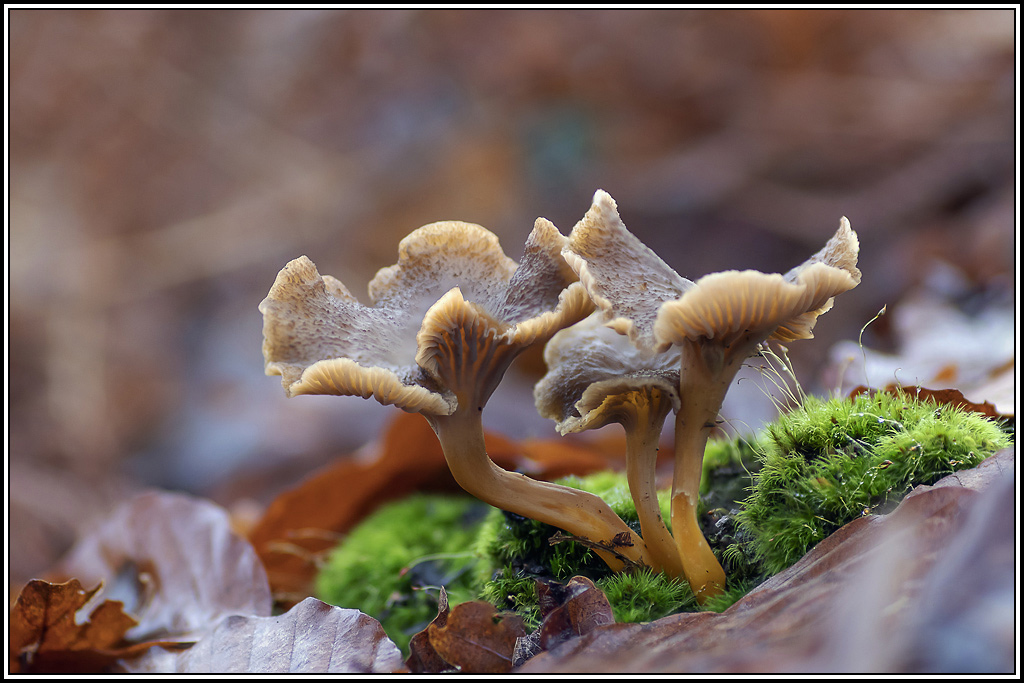 champignon(363_365).jpg