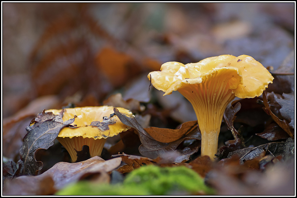 champignon(366_368).jpg