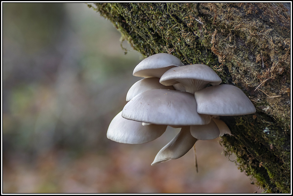 champignon(371_372).jpg