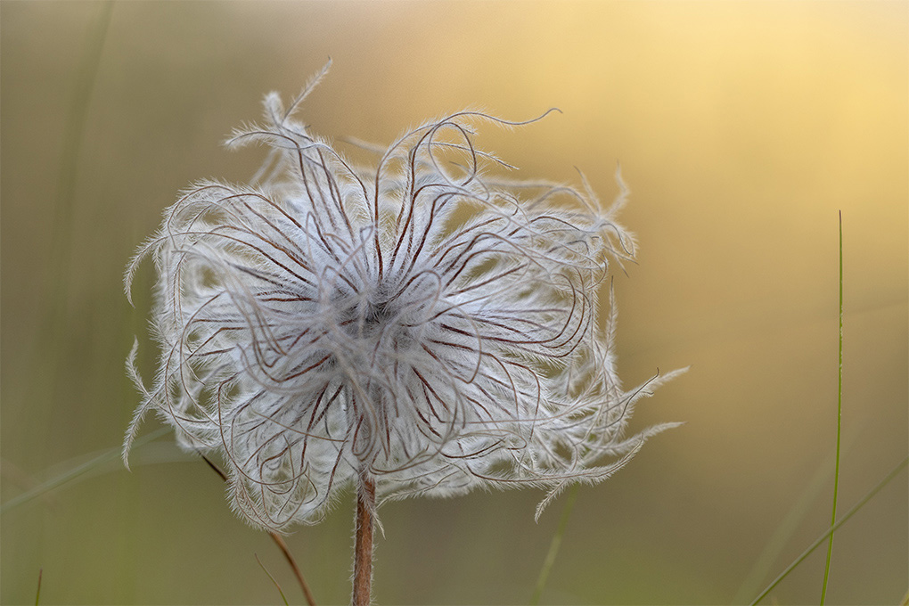 fleur 12 08 1.jpg