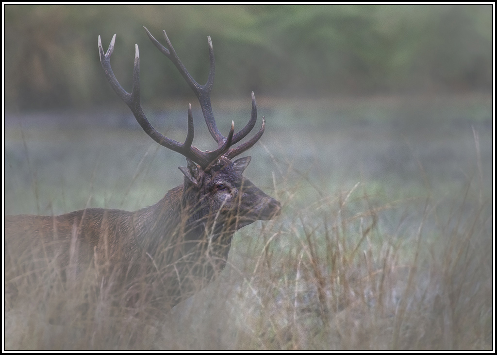 cerf(2205)(111)_1.jpg