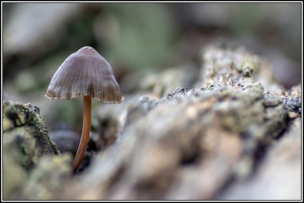 champignon(374_376).jpg