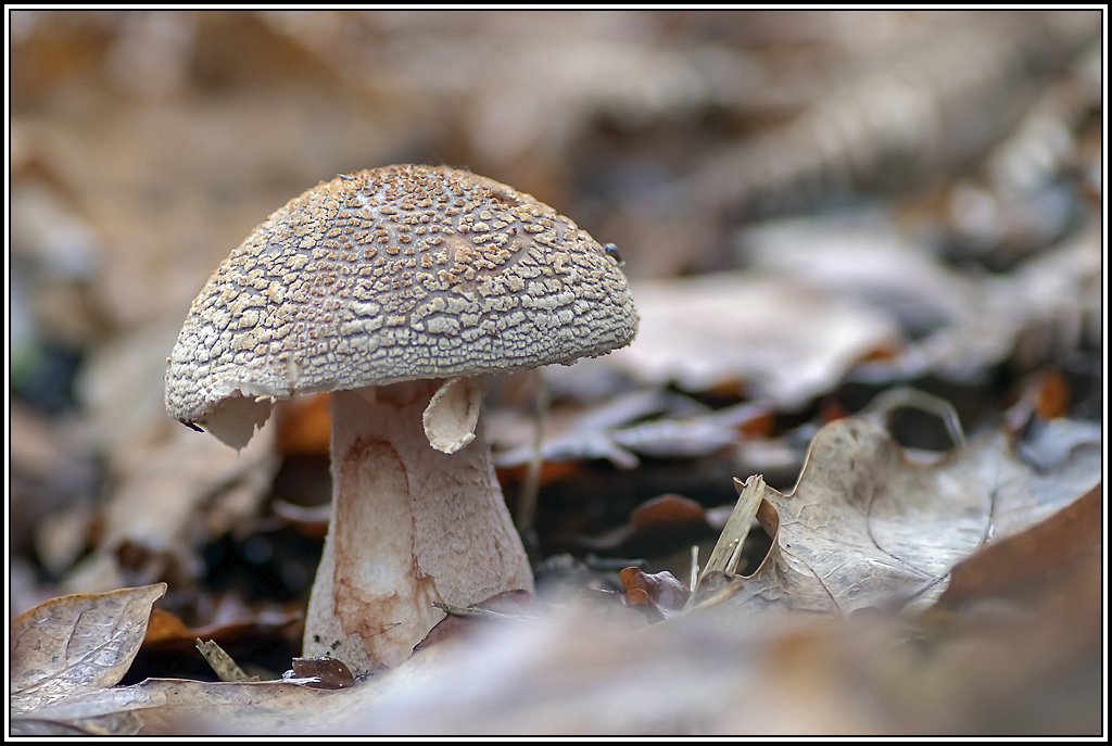 champignon(377_379).jpg