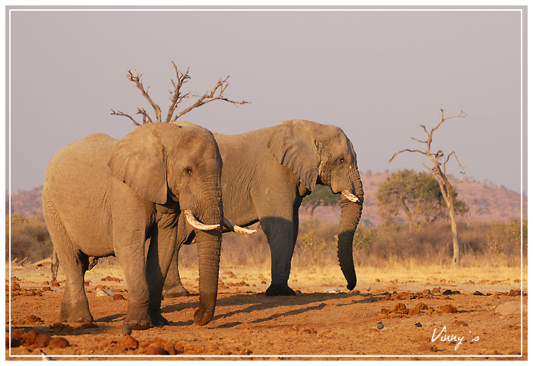 Ã©lÃ©phant-savuti062.jpg