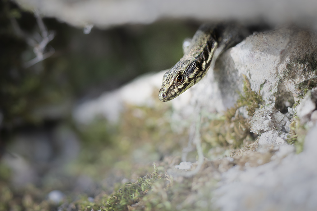 Lezard 2.jpg