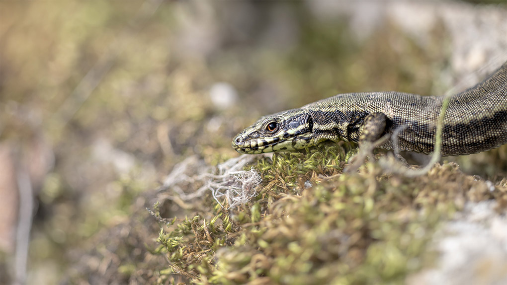 Lezard 3.jpg